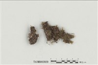 藏品(具絲毛燈苔)的圖片